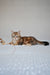 Richi | Siberian Kitten