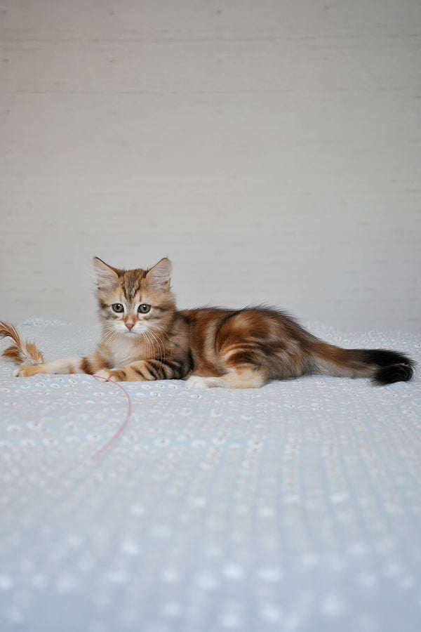 Richi | Siberian Kitten