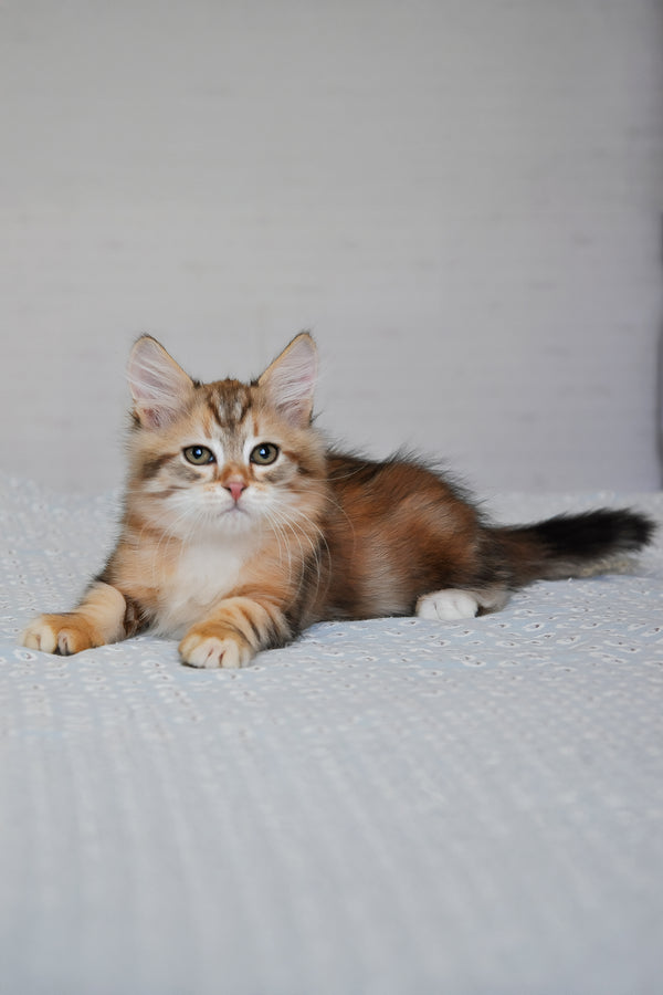 Richi | Siberian Kitten