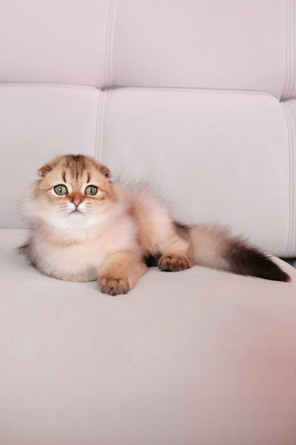 Richie | Scottish Fold Longhair Kitten