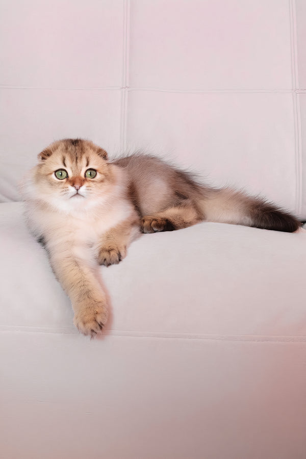 Richie | Scottish Fold Longhair Kitten