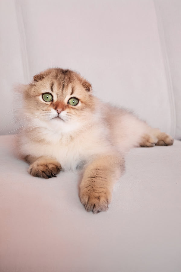 Richie | Scottish Fold Longhair Kitten
