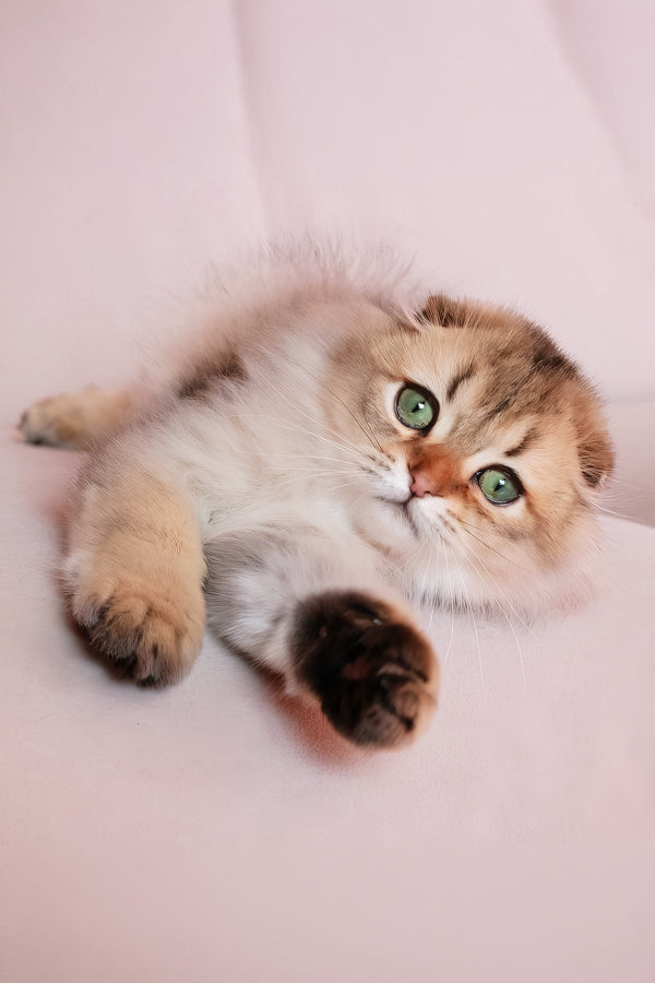 Richie | Scottish Fold Longhair Kitten