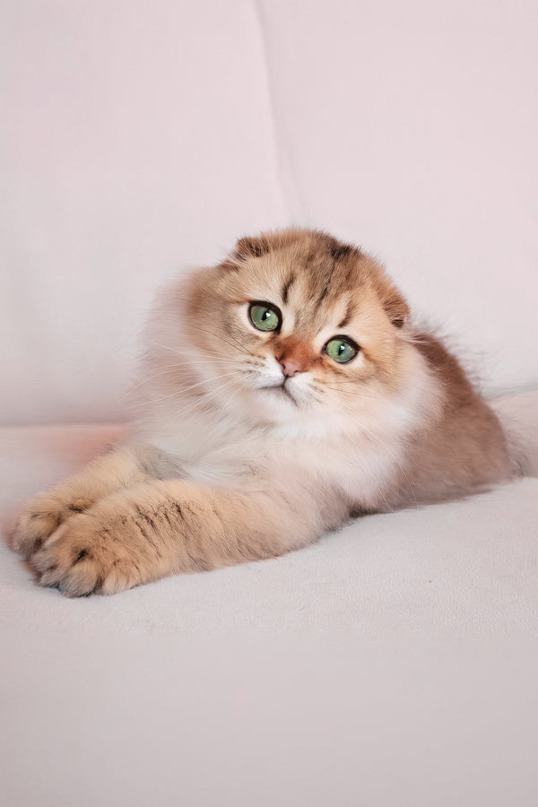 Richie | Scottish Fold Longhair Kitten