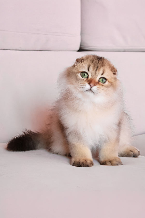 Richie | Scottish Fold Longhair Kitten