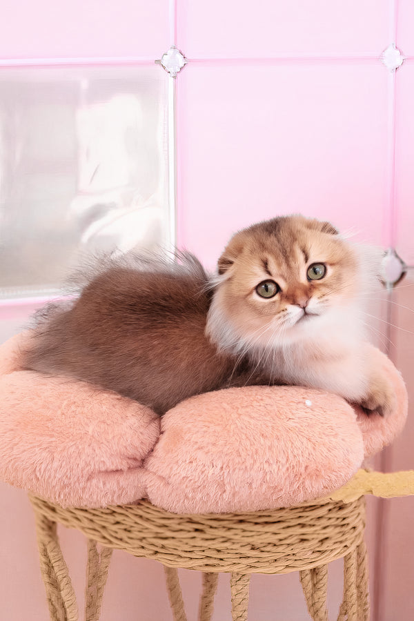 Richie | Scottish Fold Longhair Kitten