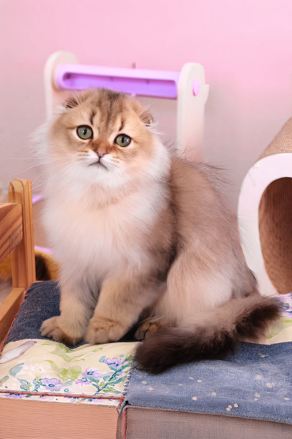 Richie | Scottish Fold Longhair Kitten