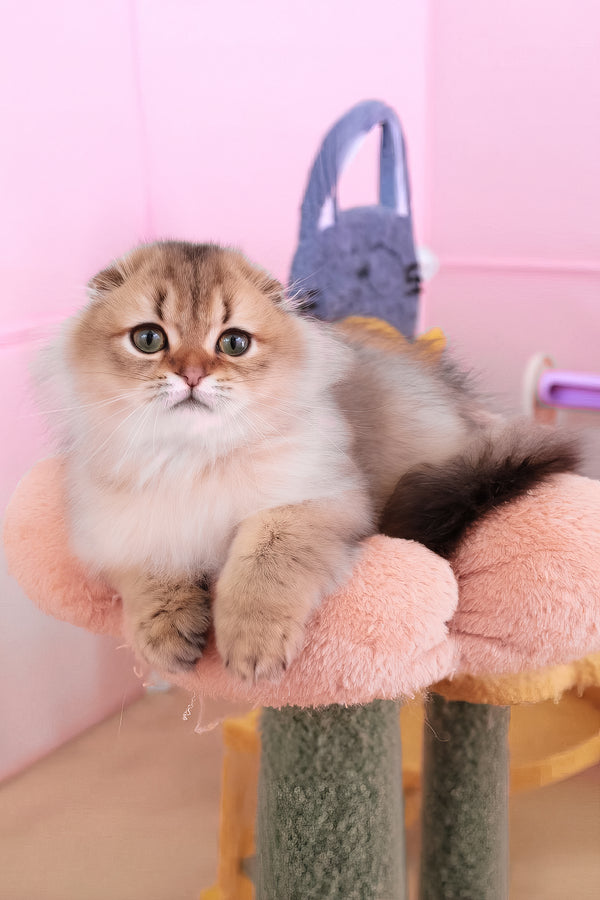 Richie | Scottish Fold Longhair Kitten