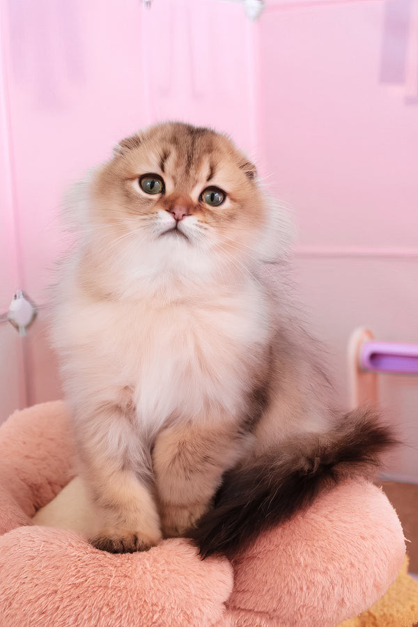 Richie | Scottish Fold Longhair Kitten