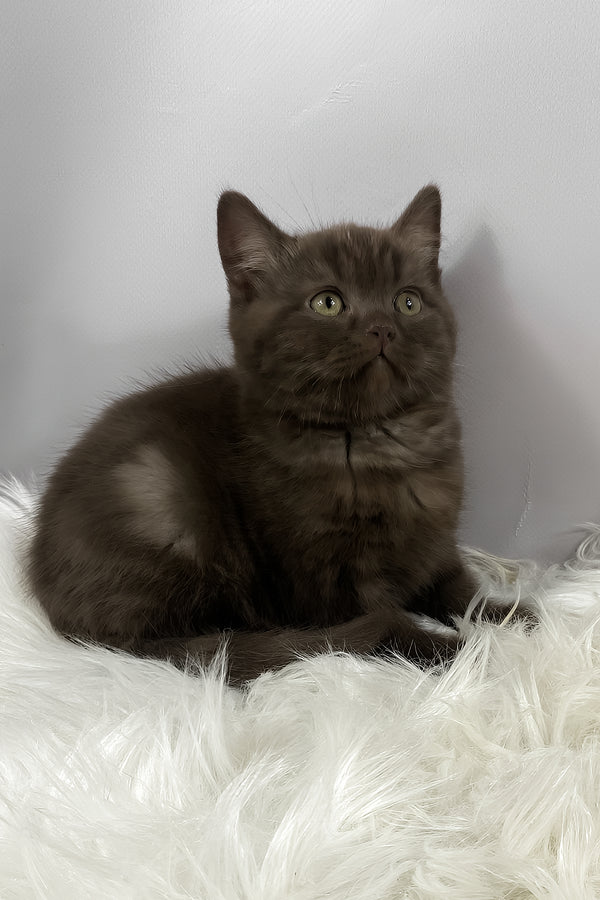 Richman | British Shorthair Kitten