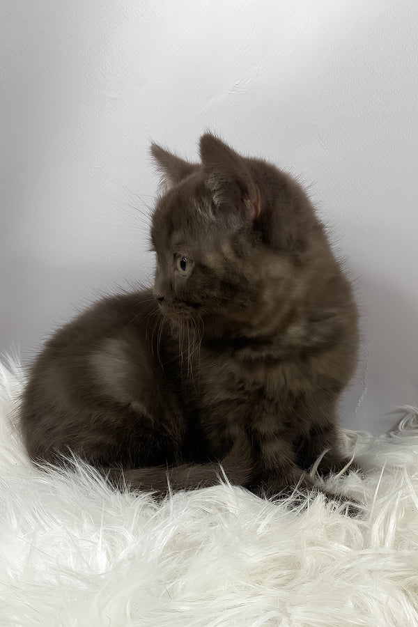 Richman | British Shorthair Kitten