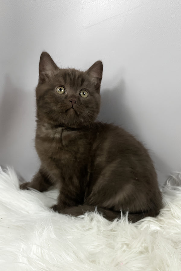 Richman | British Shorthair Kitten