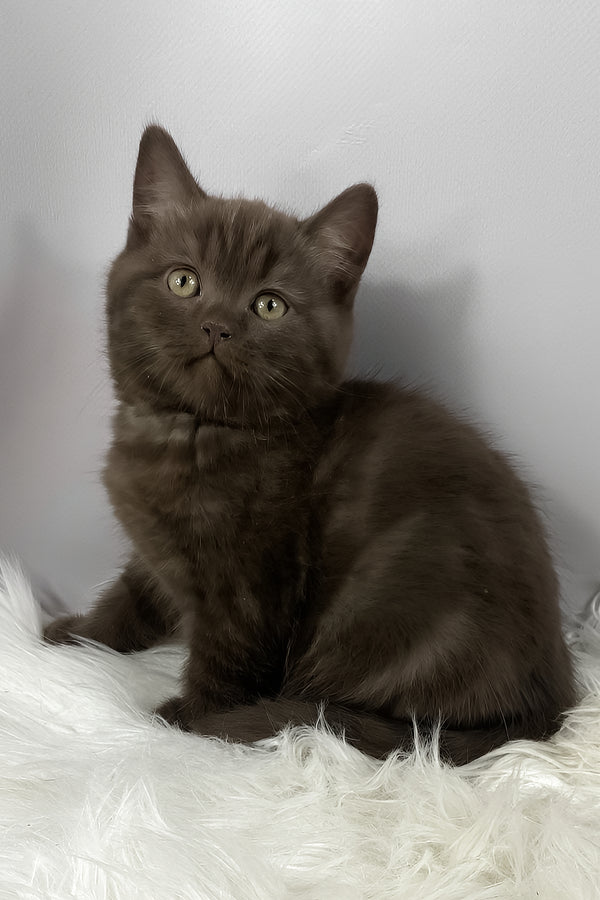 Richman | British Shorthair Kitten