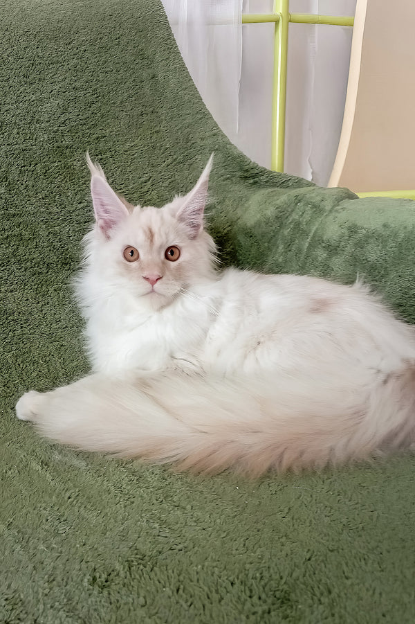 Richy | Maine Coon Kitten