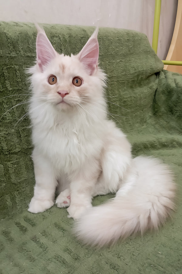 Richy | Maine Coon Kitten