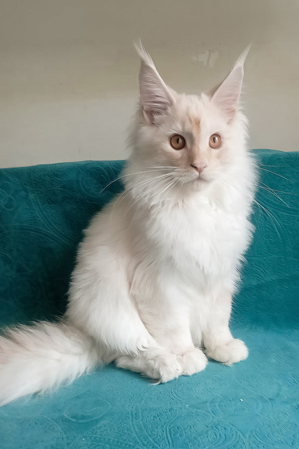 Richy | Maine Coon Kitten