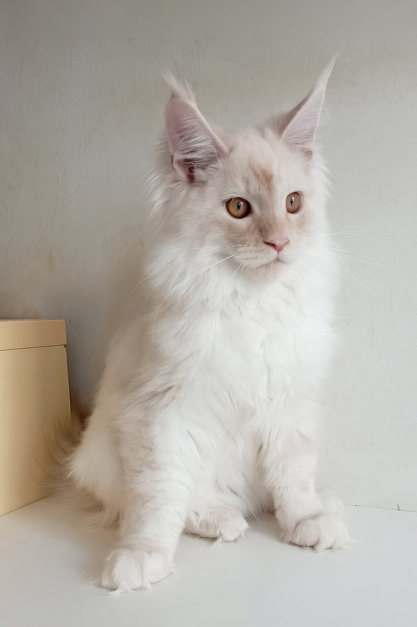 Richy | Maine Coon Kitten
