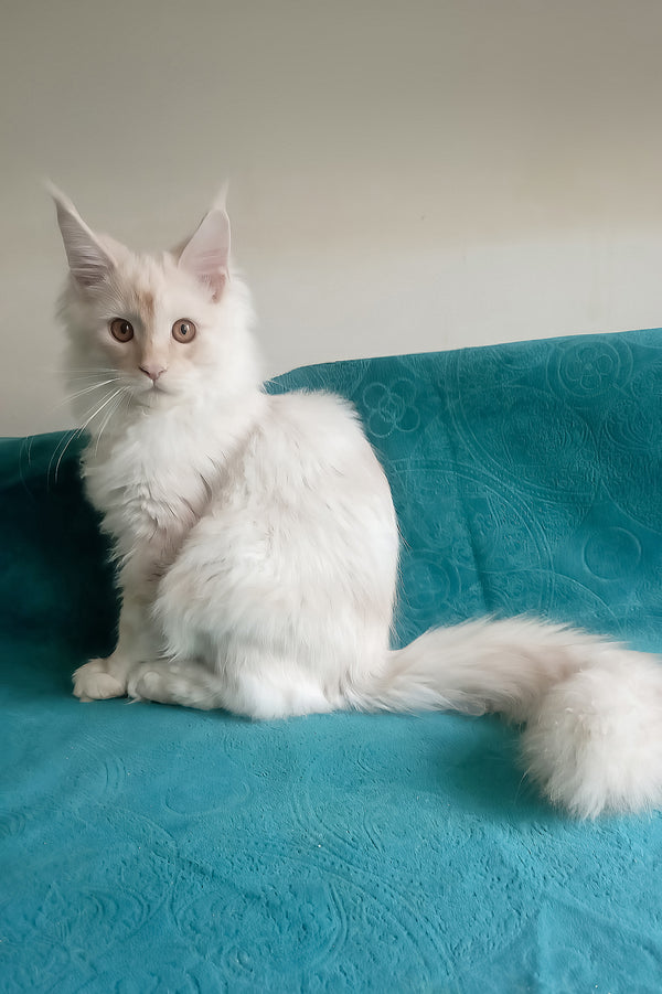 Richy | Maine Coon Kitten