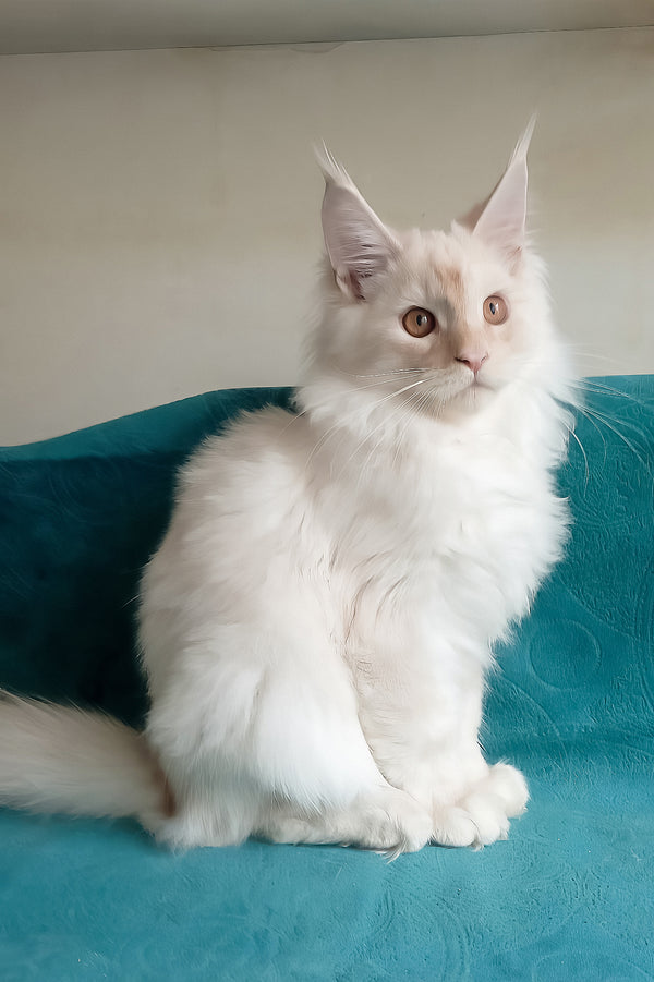Richy | Maine Coon Kitten