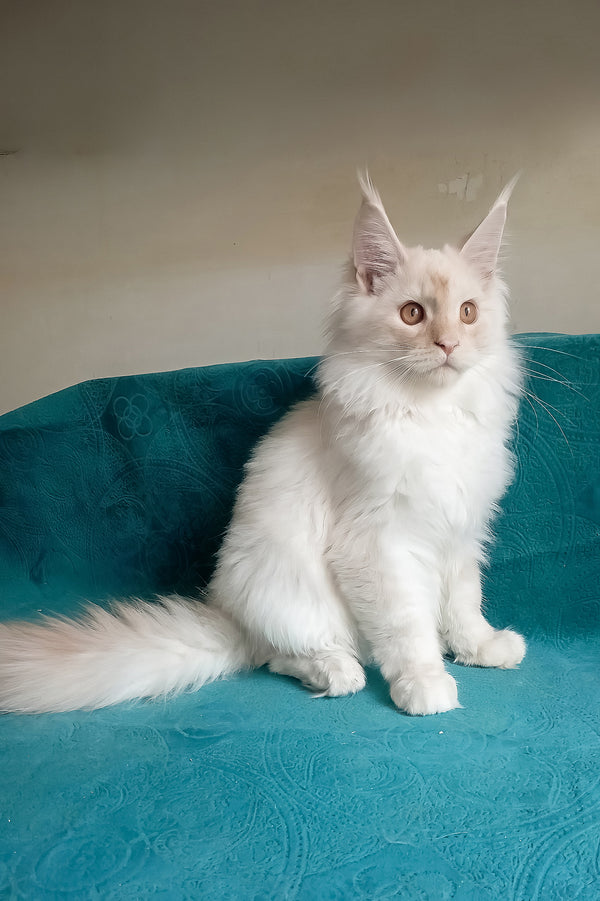 Richy | Maine Coon Kitten
