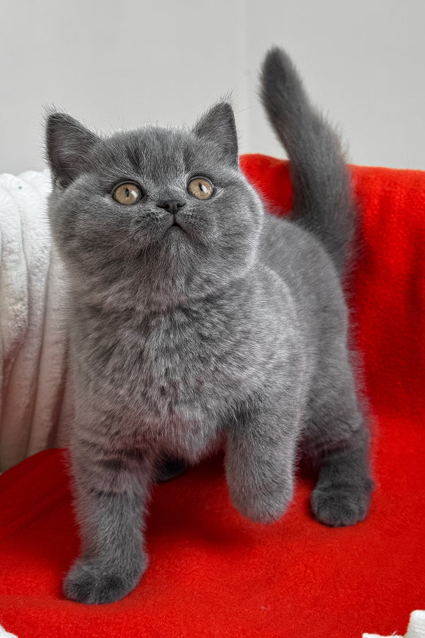 Ricky | British Shorthair Kitten