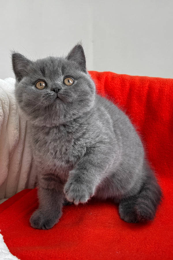 Ricky | British Shorthair Kitten