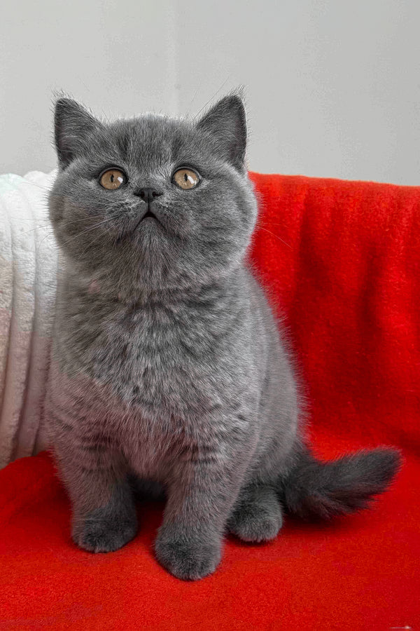 Ricky | British Shorthair Kitten