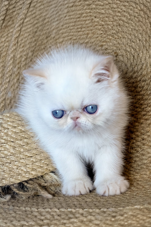 Rico | Exotic Shorthair Kitten