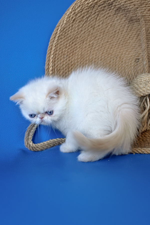 Rico | Exotic Shorthair Kitten