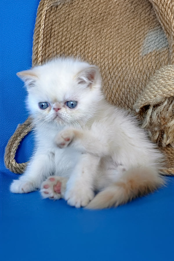 Rico | Exotic Shorthair Kitten