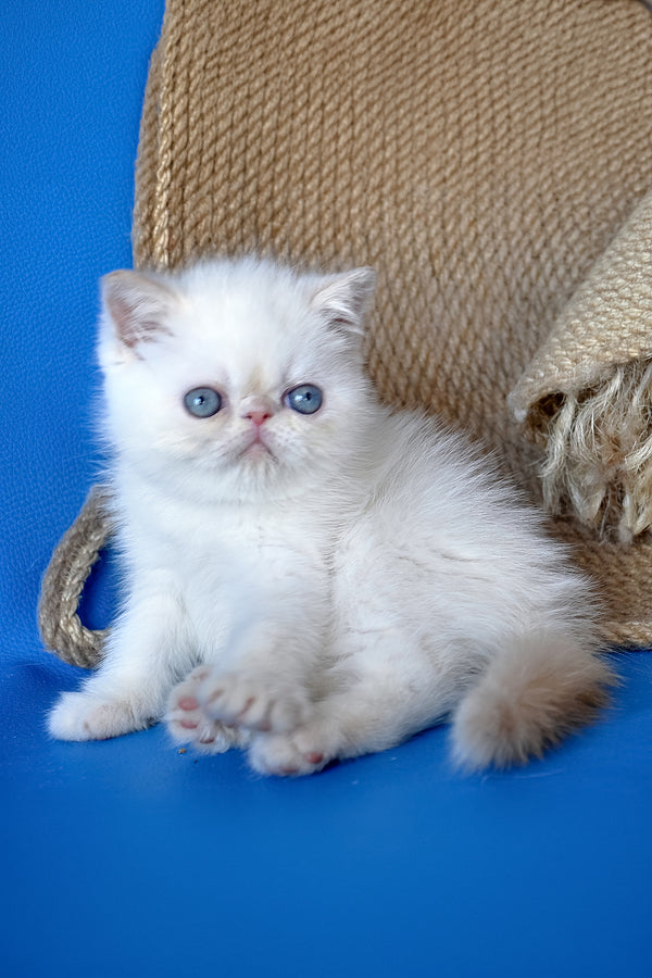 Rico | Exotic Shorthair Kitten