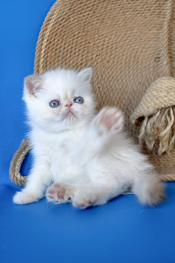 Rico | Exotic Shorthair Kitten