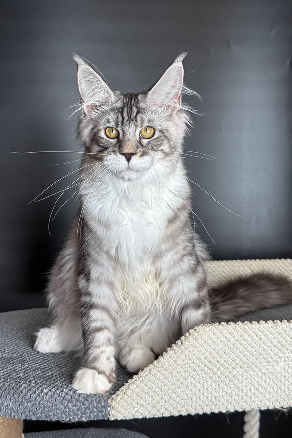 Rico | Maine Coon Kitten
