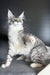 Rico | Maine Coon Kitten