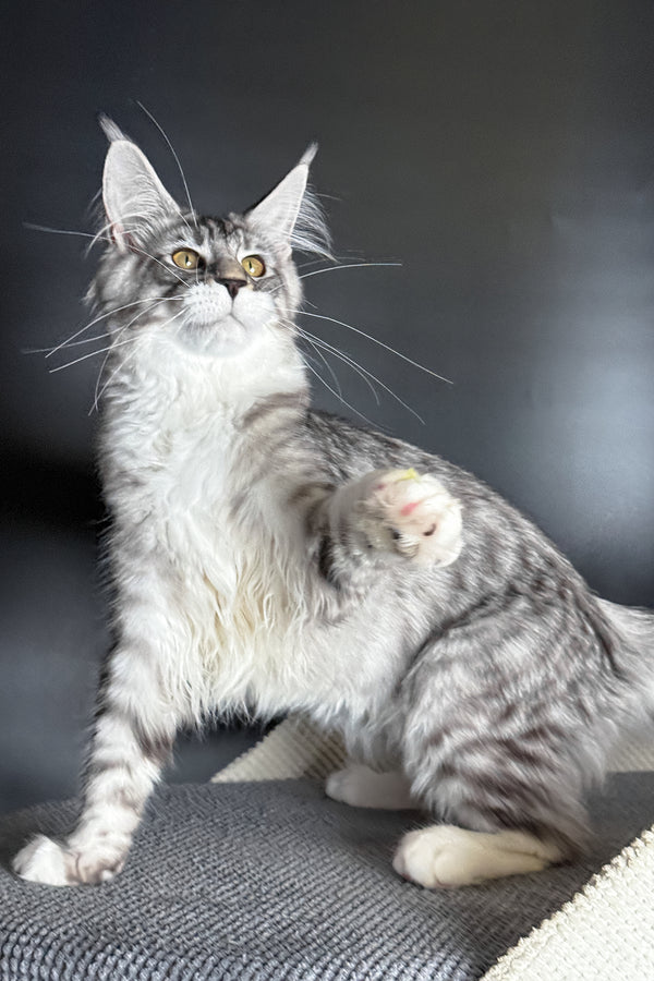 Rico | Maine Coon Kitten