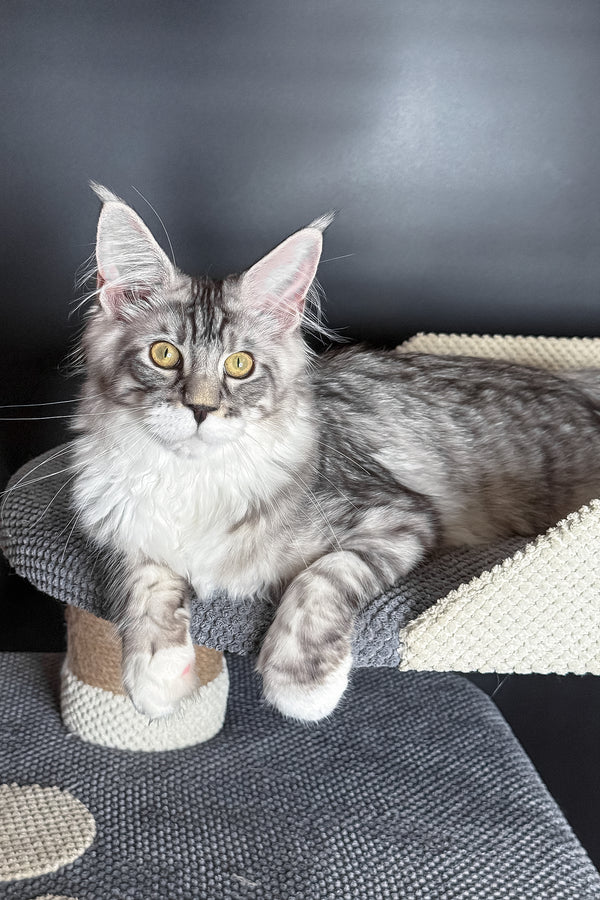 Rico | Maine Coon Kitten