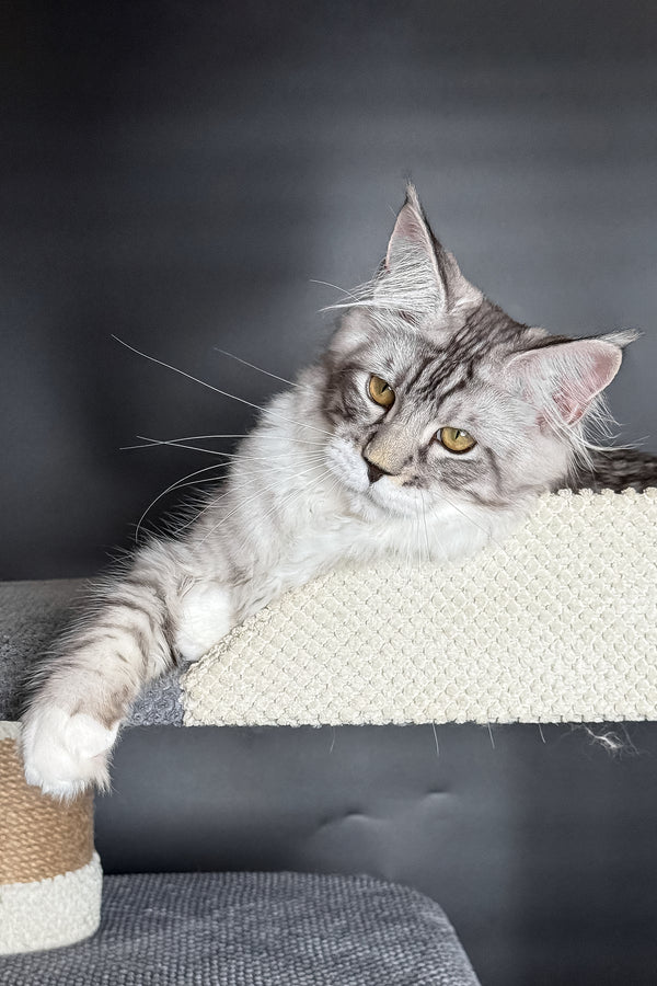 Rico | Maine Coon Kitten