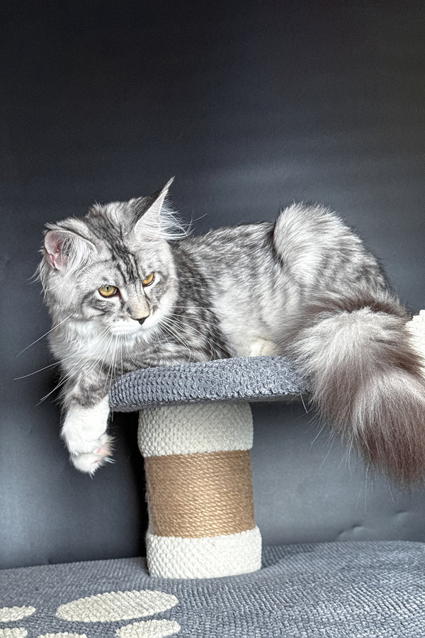 Rico | Maine Coon Kitten