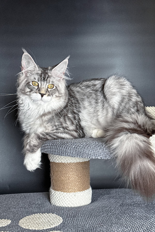Rico | Maine Coon Kitten