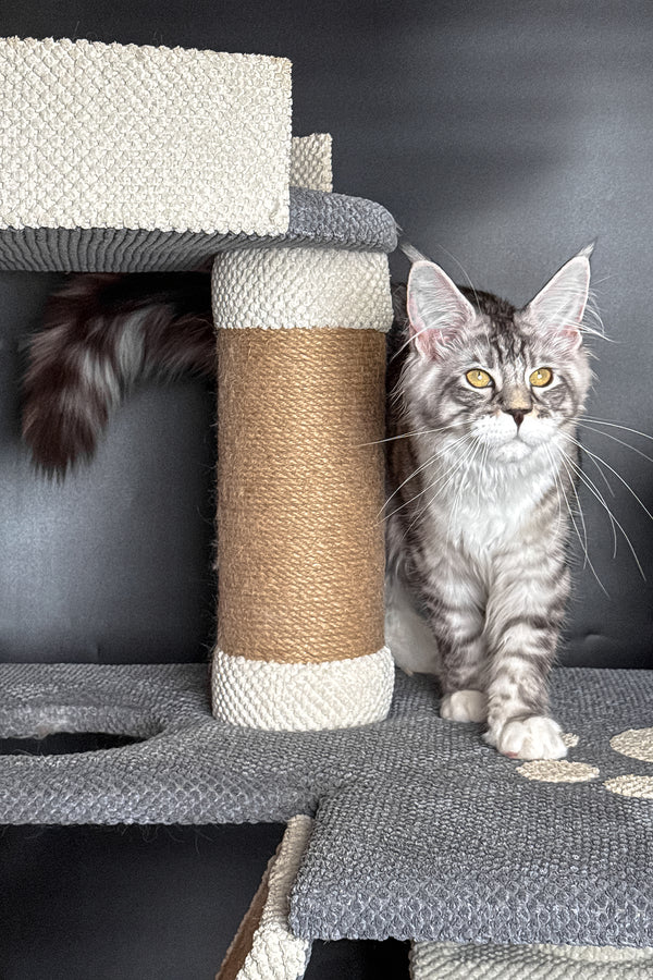 Rico | Maine Coon Kitten
