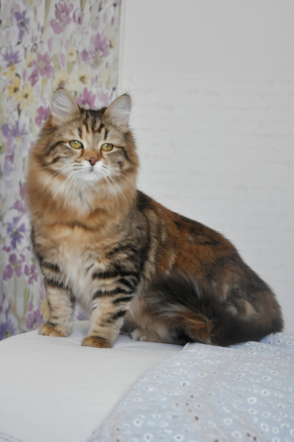 Rigina | Siberian Kitten