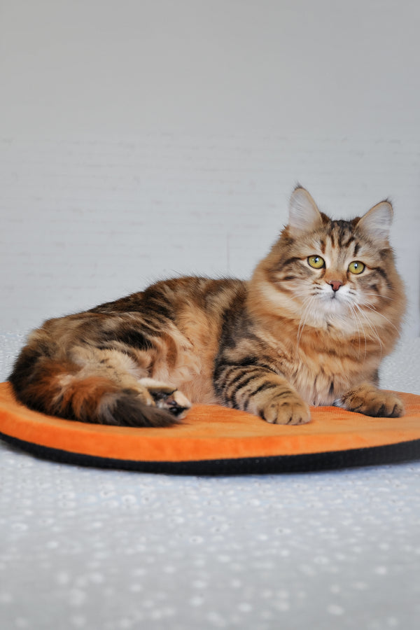 Rigina | Siberian Kitten