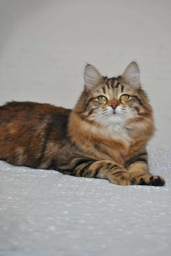 Rigina | Siberian Kitten