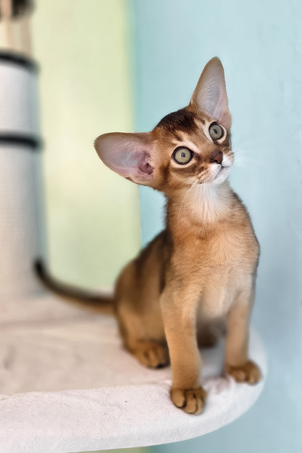 Rio | Abyssinian Kitten