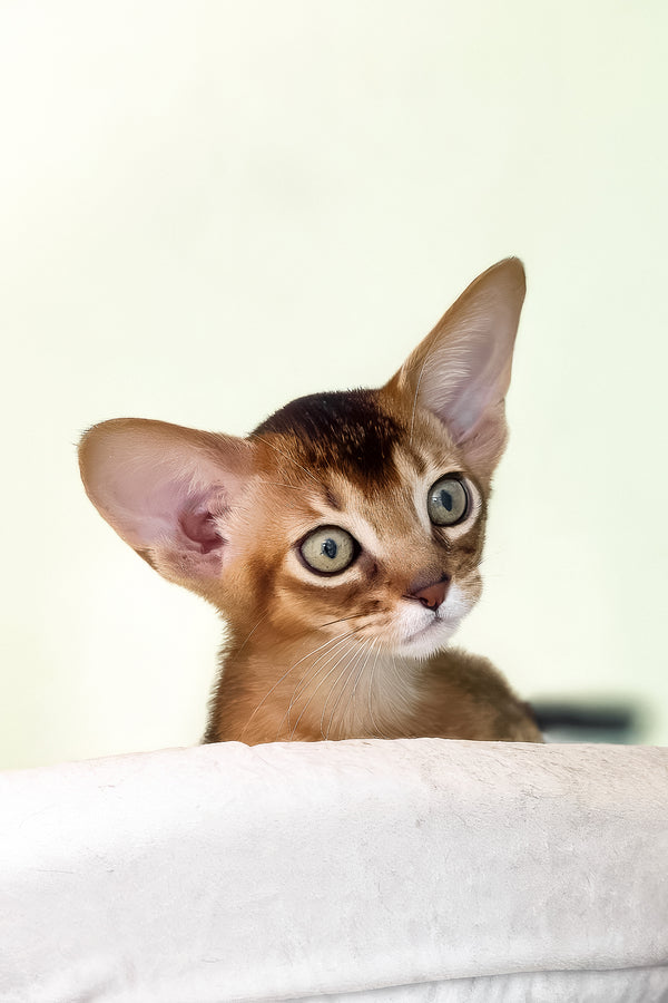 Rio | Abyssinian Kitten