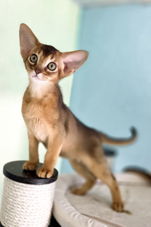 Rio | Abyssinian Kitten