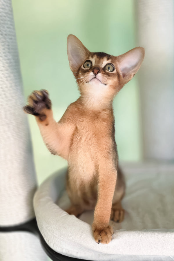 Rio | Abyssinian Kitten