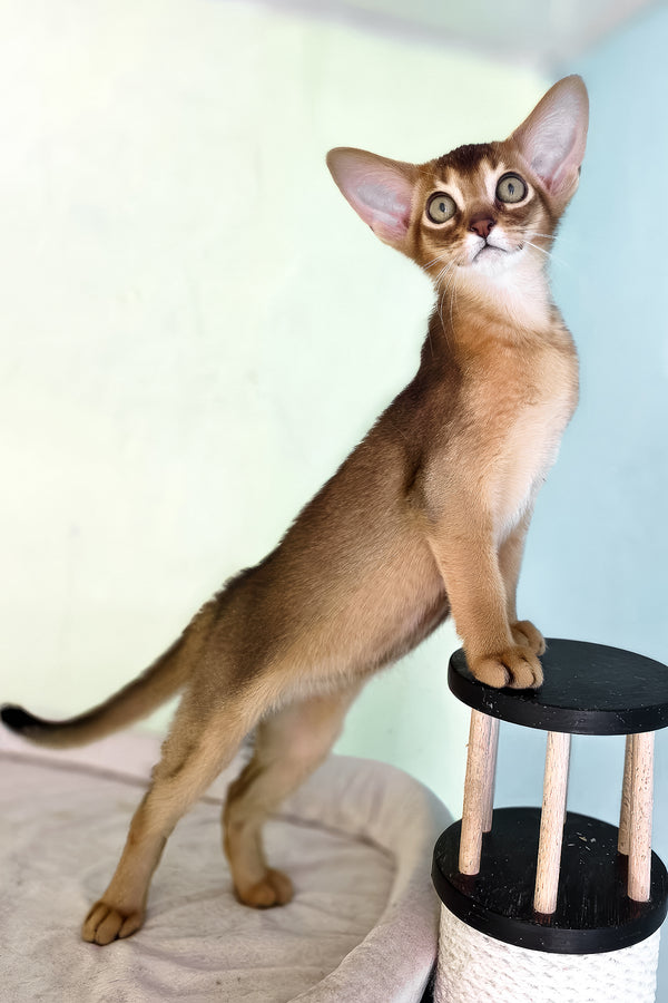 Rio | Abyssinian Kitten