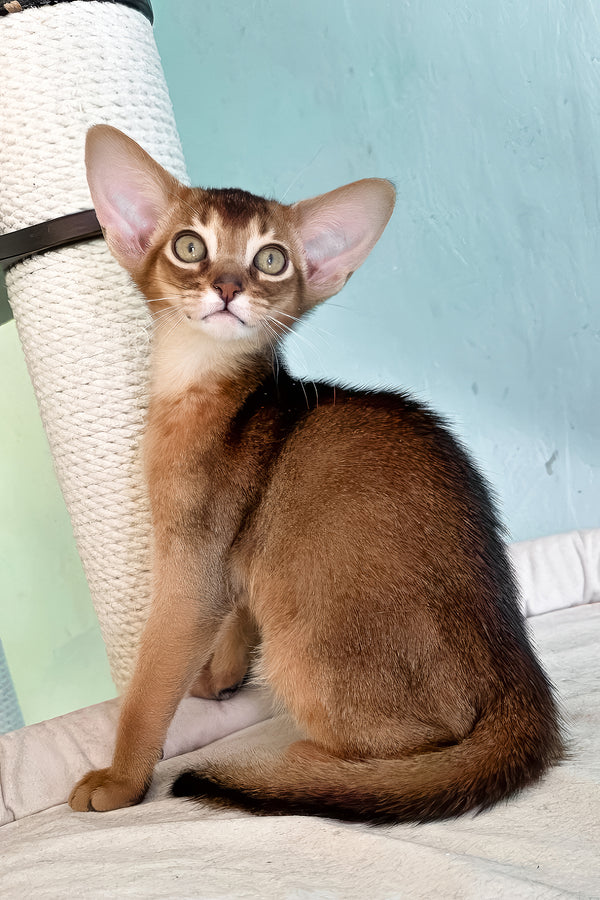 Rio | Abyssinian Kitten