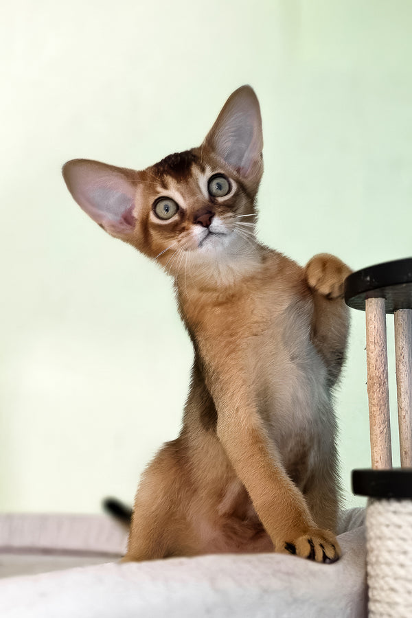 Rio | Abyssinian Kitten